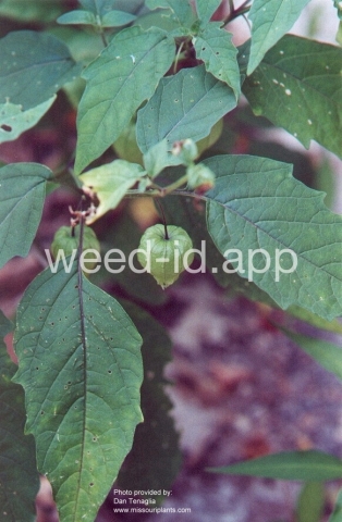 groundcherry, longleaf